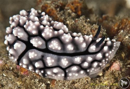 Phyllidiella lizae from Philippines