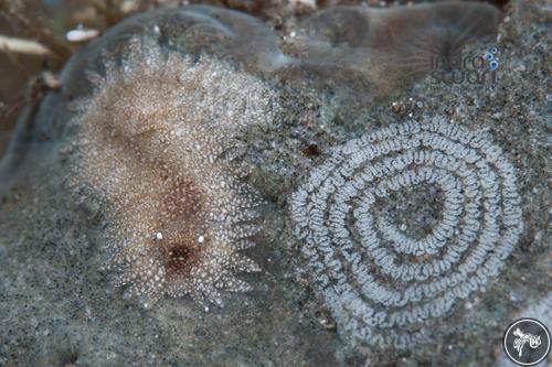 Aeolidiopsis ransoni from Sangeang Island, Indonesia