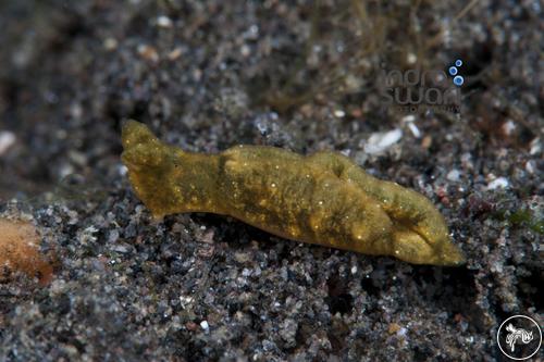 Elysia obtusa from Sangeang Island, Indonesia