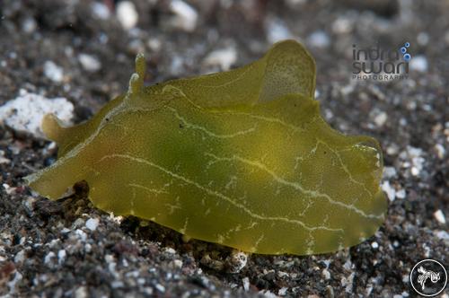 Syphonota geographica from Indonesia