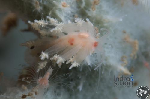 Eubranchus sp. from Indonesia