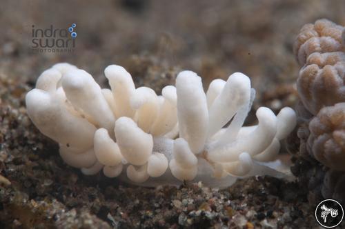 Phyllodesmium pecten from Indonesia