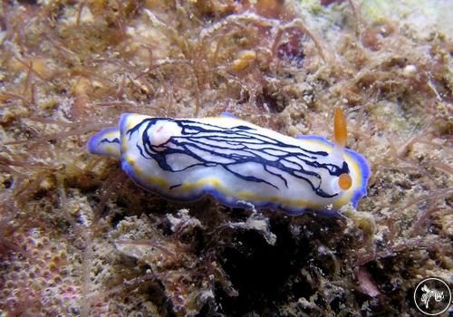 Hypselodoris maritima from Vietnam