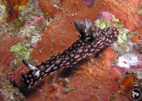 Nembrotha yonowae from Vietnam