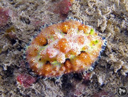 Phyllidiopsis cardinalis from Vietnam