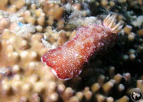 Goniobranchus reticulatus from Philippines