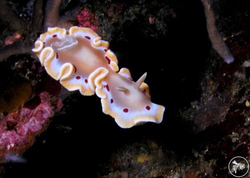 Ardeadoris cruenta from Philippines