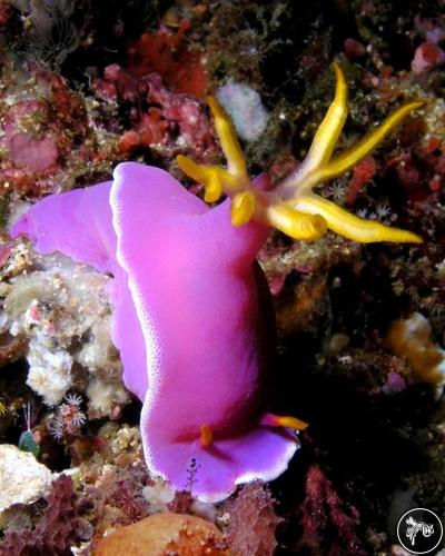 Hypselodoris apolegma from Philippines