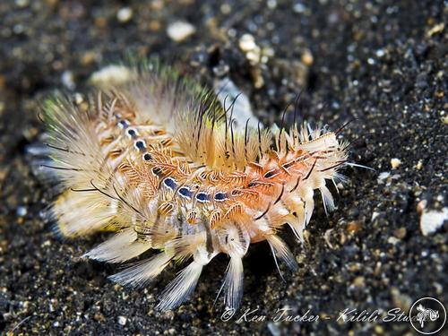 Chloeia flava from Lembeh, Indonesia