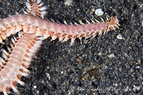 Pherecardia striata from Lembeh, Indonesia