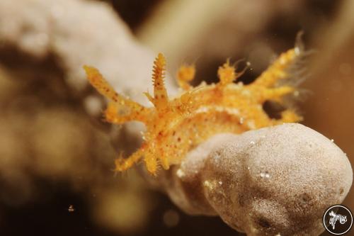 Kaloplocamus peludo from Romblon, Philippines