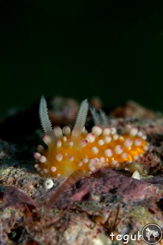 Cadlinella ornatissima from Indonesia