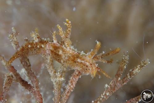 Kaloplocamus maru from Romblon, Philippines