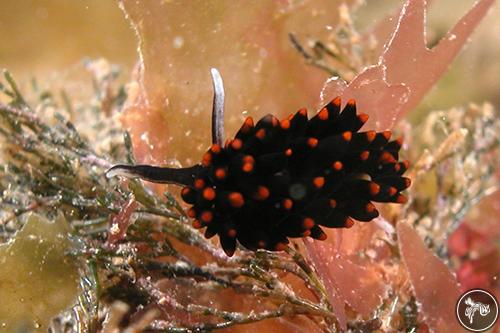 Ercolania margaritae from Victoria, Australia