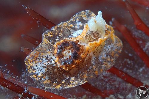 Goniodoris meracula from Victoria, Australia