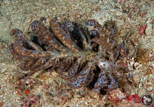 Phyllodesmium longicirrum from PNG