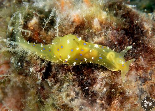 Stylocheilus longicauda from PNG