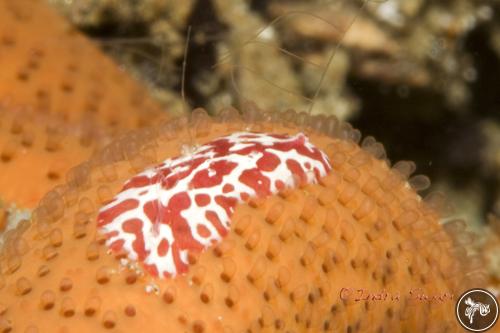 Coeloplana astericola from Ambon, Indonesia