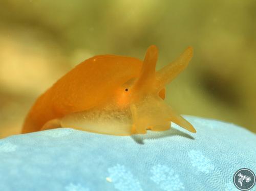 Berthellina delicata from Romblon, Philippines