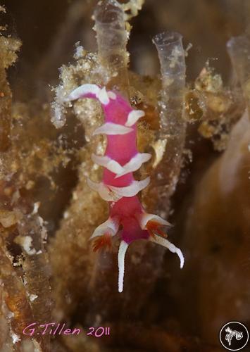 Marianina rosea from Malapascua, Philippines