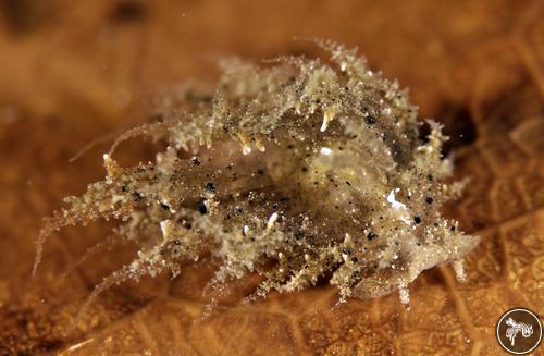 Janolus sp. from Romblon, Philippines