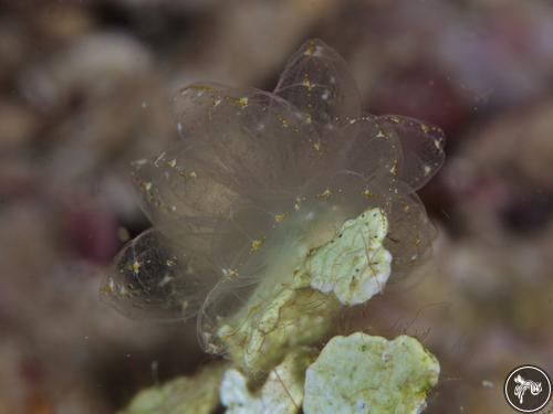 Cyerce elegans from Romblon, Philippines