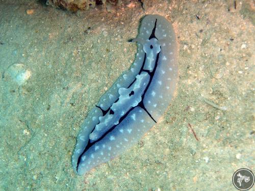 Phyllidiopsis shireenae from Philippines