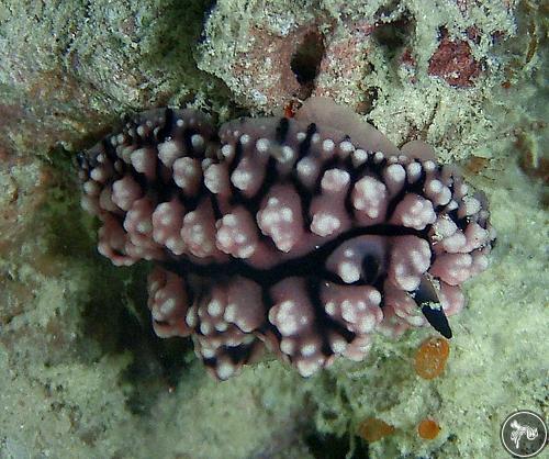 Phyllidiopsis krempfi from Philippines