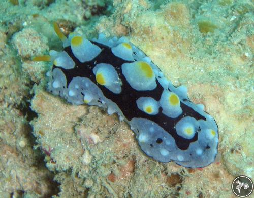 Phyllidia picta from Philippines