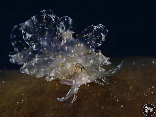 Cyerce sp. from Romblon, Philippines