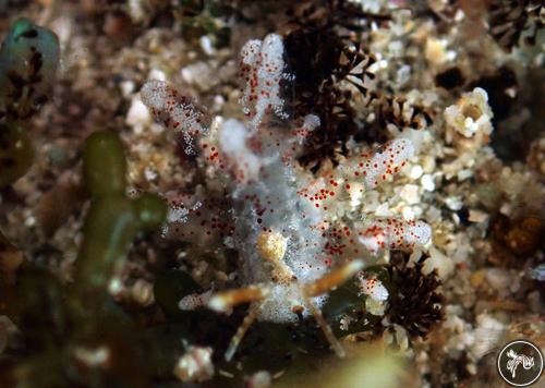 Sohgenia palauensis from Romblon, Philippines