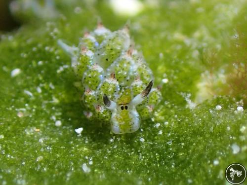 Costasiella kuroshimae from Romblon, Philippines