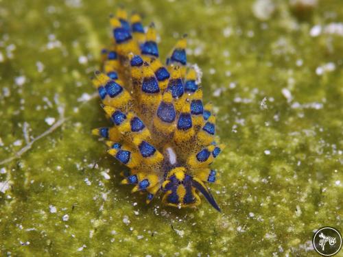 Costasiella sp. from Romblon, Philippines