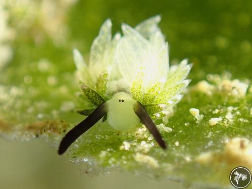 Costasiella usagi from Romblon, Philippines