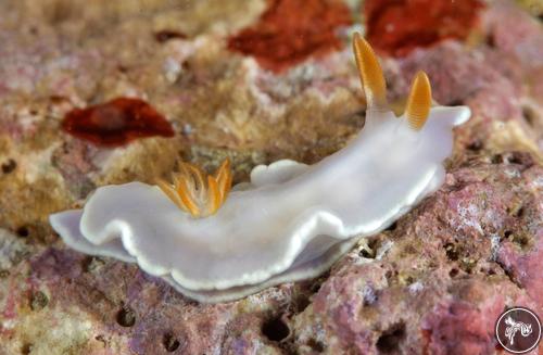 Ardeadoris sp. from Romblon, Philippines