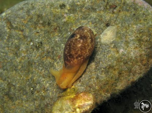 Bulla ampulla from Bali, Indonesia