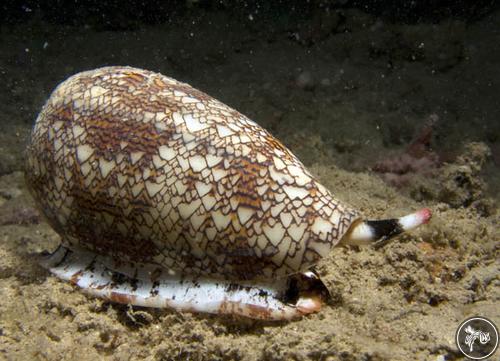 Conus textile from Kupang, Indonesia