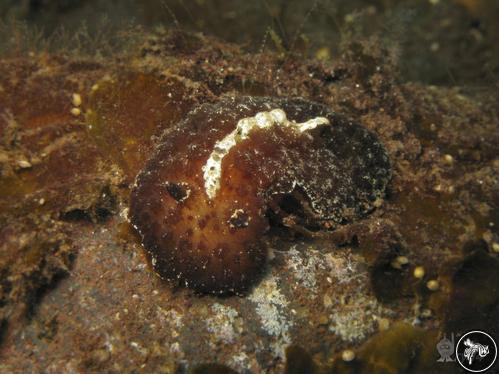 Atagema ornata from Bali, Indonesia