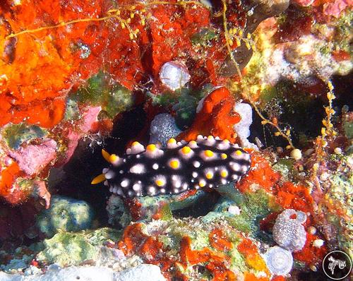 Phyllidia carlsonhoffi from Palau