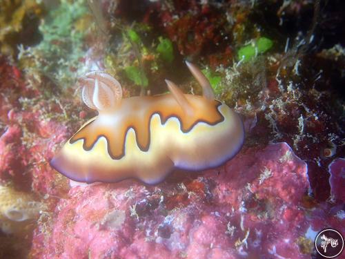 Goniobranchus coi from Palau