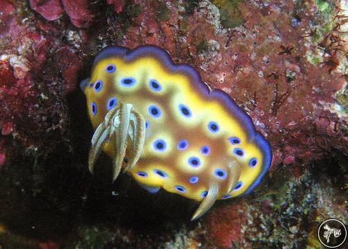 Goniobranchus kuniei from Palau