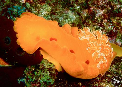 Hexabranchus sanguineus from Mozambique