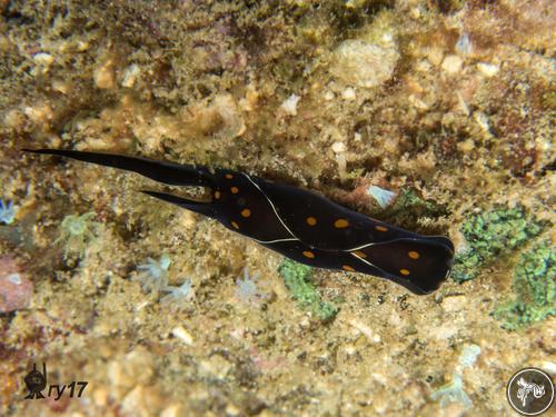 Chelidonura punctata from Kenya