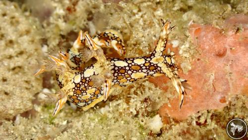 Bornella anguilla from Indonesia