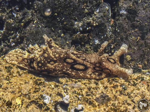 Aplysia dactylomela from Spain