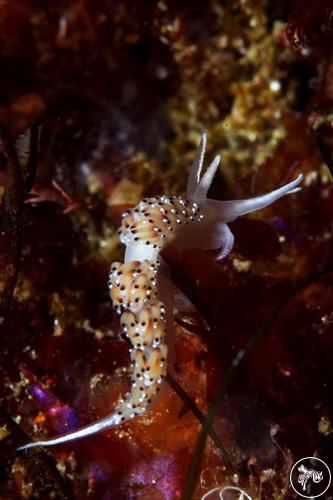 Caloria elegans from Portugal