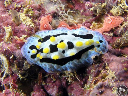 Phyllidia coelestis from Solomon Islands