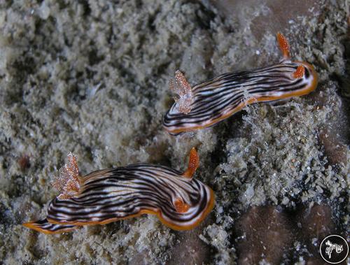 Chromodoris striatella from Australia