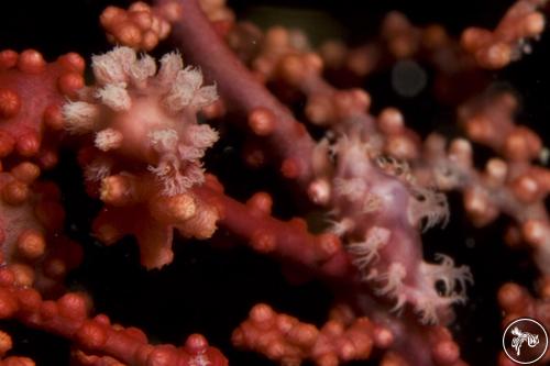 Dentiovula eizoi from Raja Ampat, Indonesia