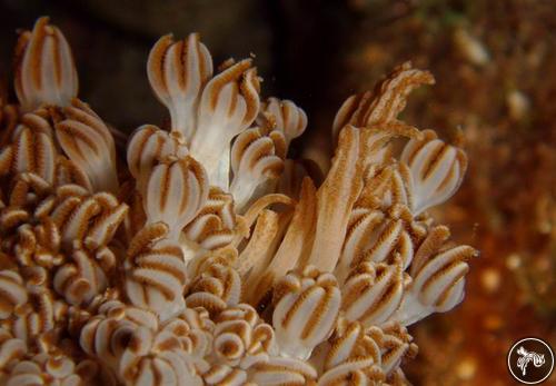 Phyllodesmium jakobsenae from Indonesia